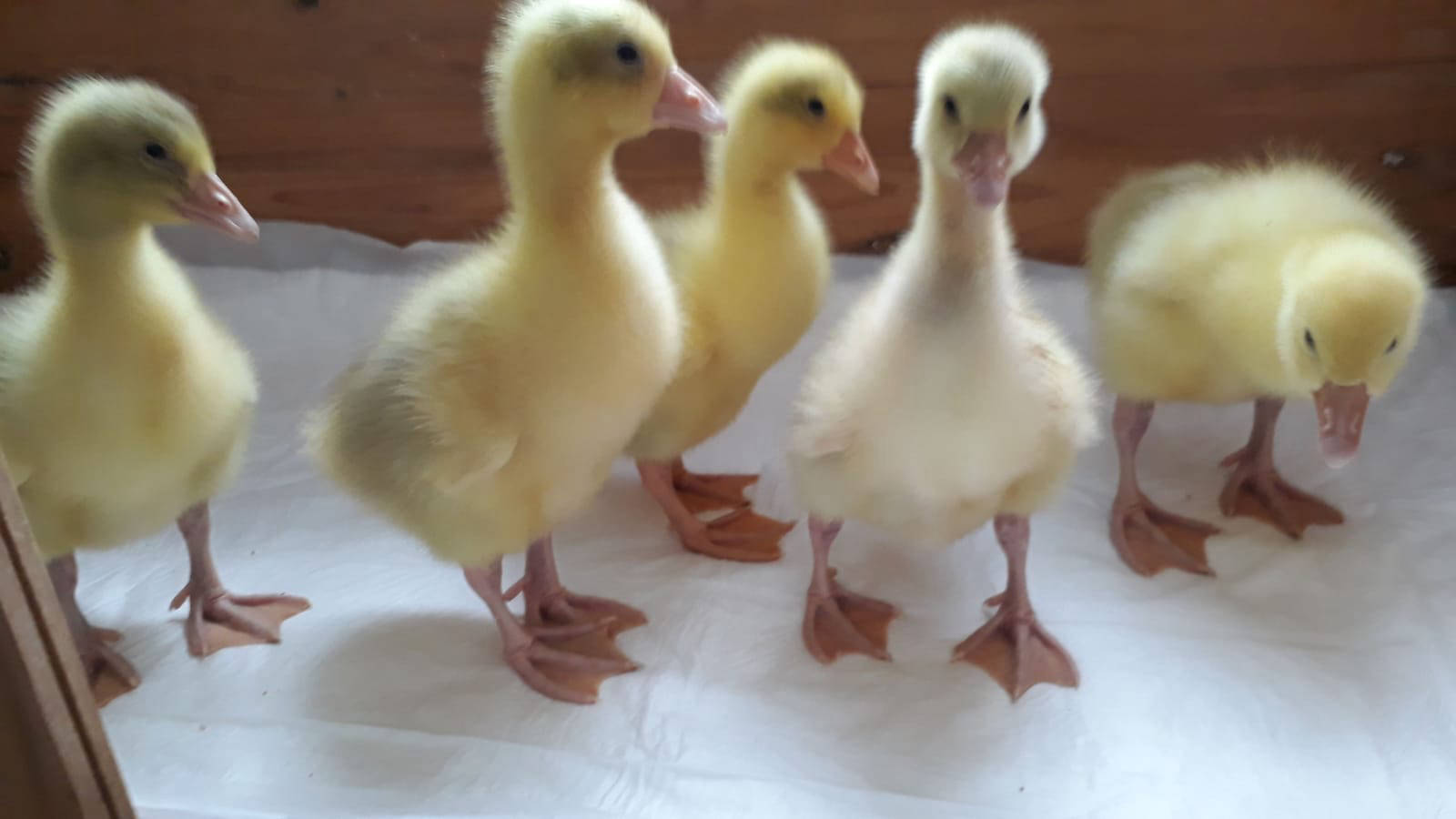 Emdener Jungzuchtgruppe auf Ausstellung