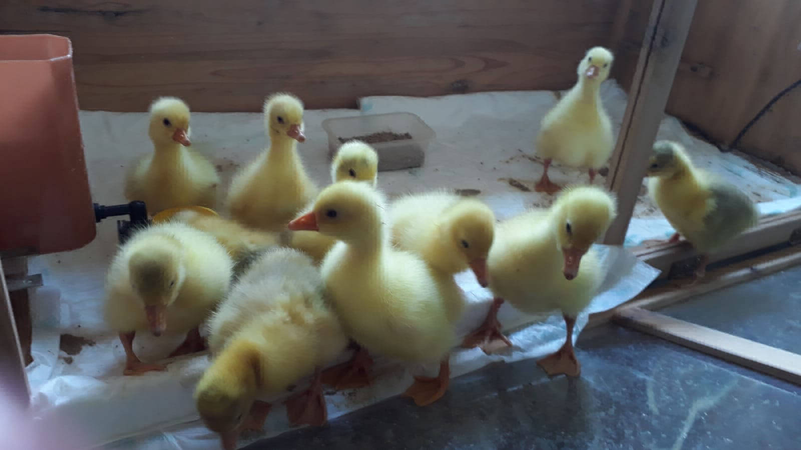 Emdener Gänse Zuchtgänse