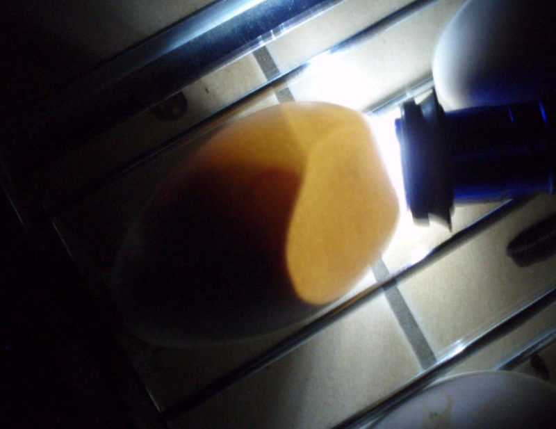 Emdener Gänse Zuchtgänse