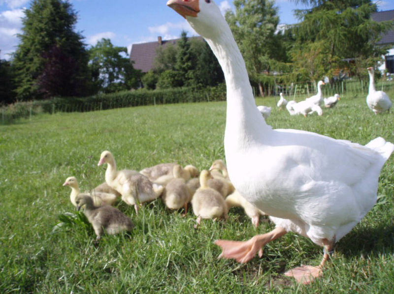 Emdener Ganter mit Gösseln